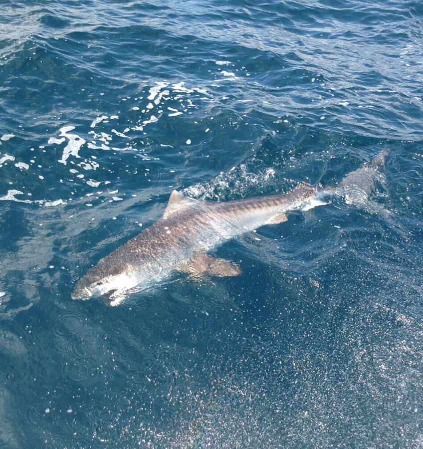  Fort Lauderdale shark fishing charter